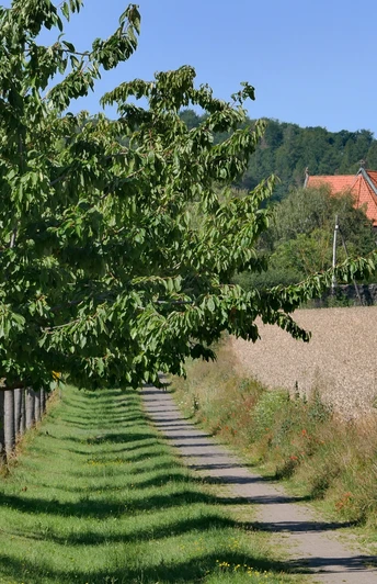 Hildesheim-Neuhof: Baum-Allee zum Kloster Marienrode. Hildesheim-Neuhof: Baum-Allee zum Kloster Marienrode.