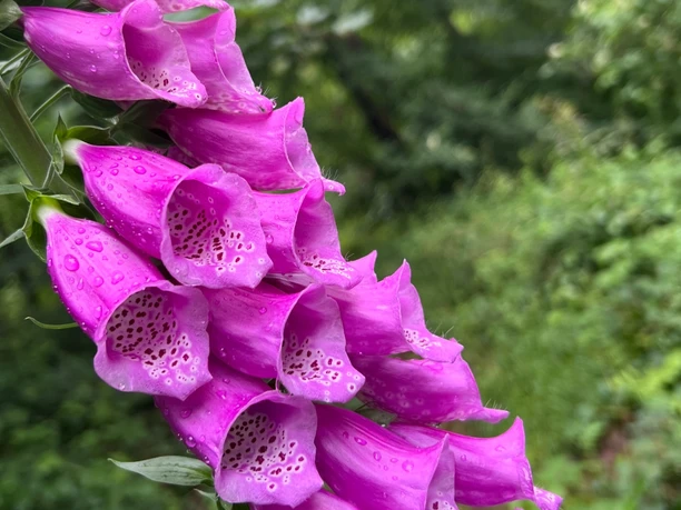 RI10 Ossenbeeke-Route Fingerhut