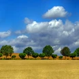 Auetal - Baumallee im Getreidefeld bei Apelern