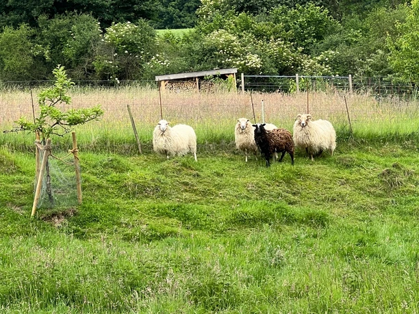 RI12 Schlingborn-Route Tiergehege