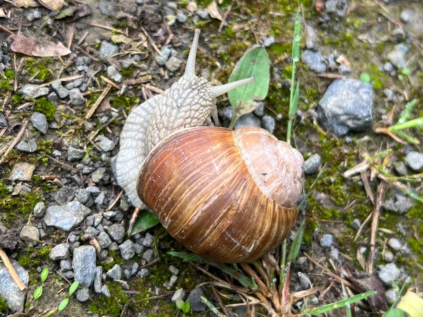 RI13 Hünenberg Route Schnecke