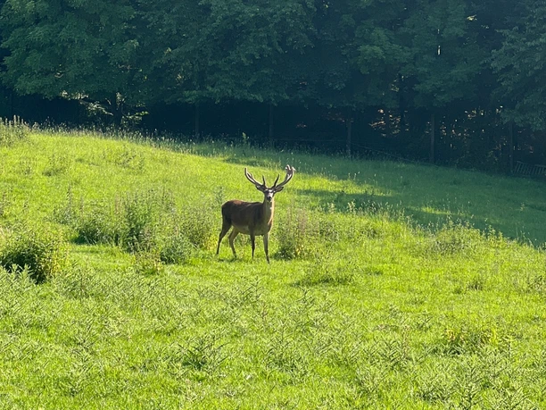 RI17 Friedrichswald Route Hirsch