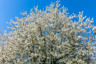 Kirschblüten in Todenmann