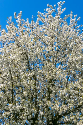 Kirschblüten in Todenmann