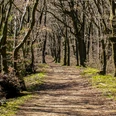 Wanderweg im Wald im Weserbergland