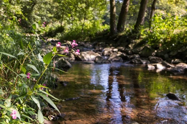 Bachlauf im Naturpark Münden