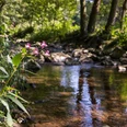 Bachlauf im Naturpark Münden