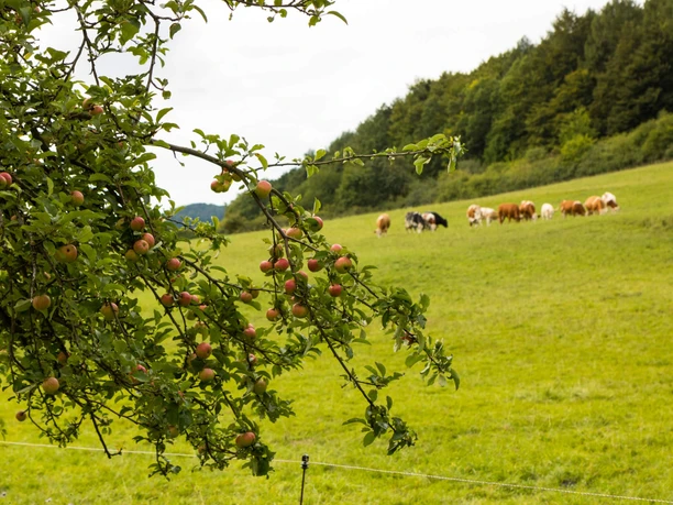 Wiese mit Kühen, Naturpark Münden