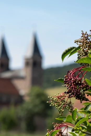 Kloster Bursfelde im Hintergrund