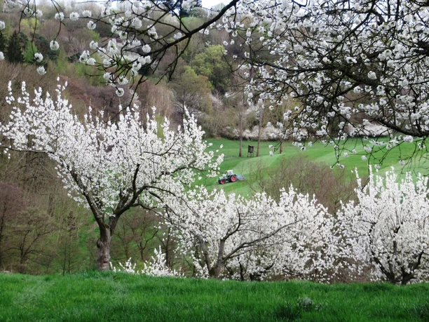 Streuobst und Landwirtschaft im Naturpark Münden