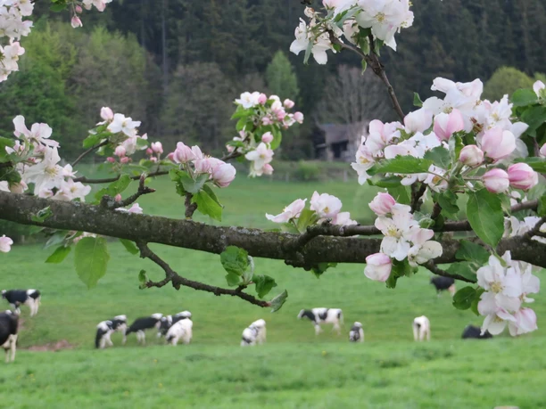 Obstblüte im Naturpark Münden
