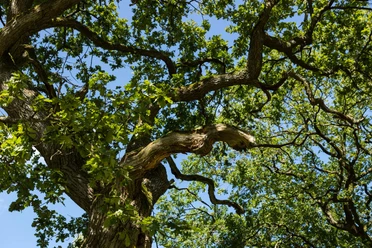 Naturpark Münden, Baum