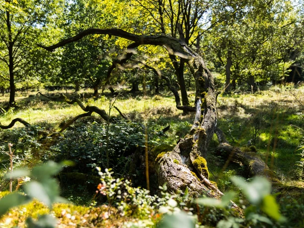 Naturpark Münden, Wald