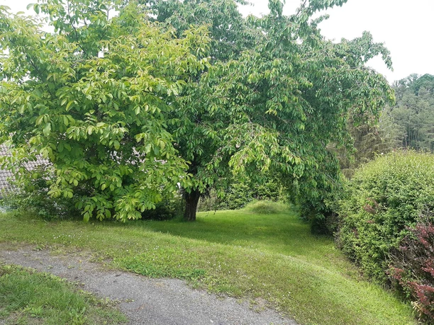 Ein grosser Kirschbaum um sich mit einer Decke auszuruhen