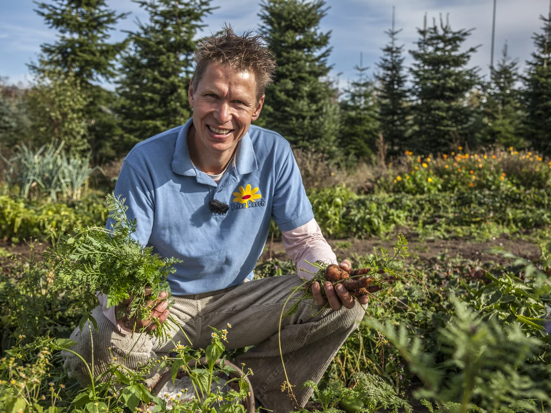 Peter Rasch.jpg Mann in blauem Hemd kniet im Garten und hält frisch geerntete Möhren in den Händen.
