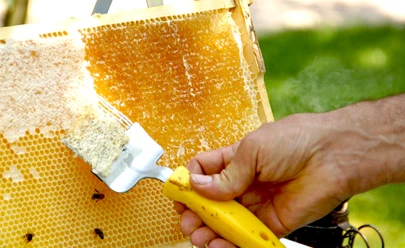 Bienenwachs kämmen.jpg