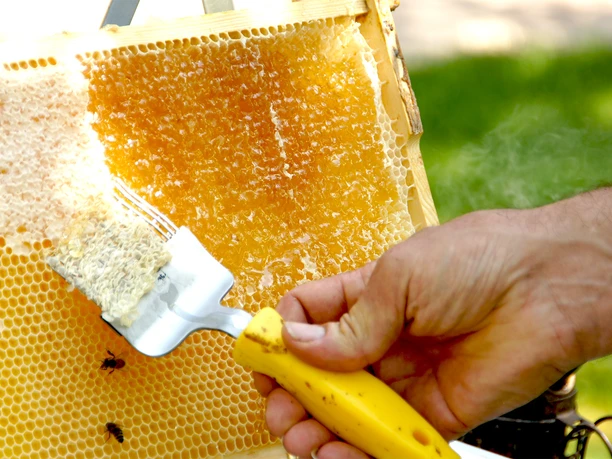 Bienenwachs kämmen.jpg