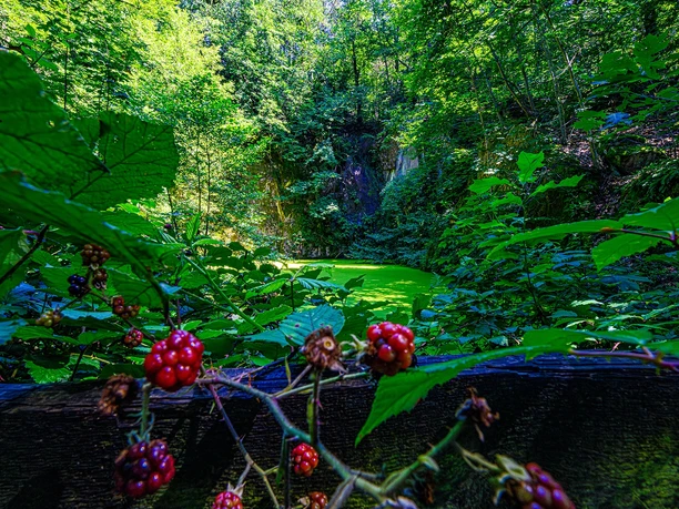 Bergsee Oberachern, idyllisch gelegen, Wasser ist grün und im Vordergrund Brombeeren