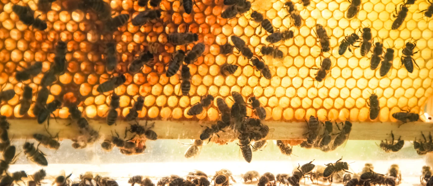 Blick durch die Wabe.jpg