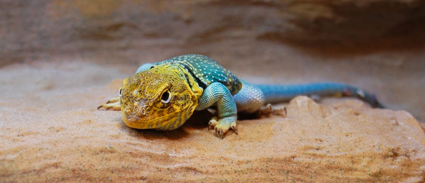 Reptilienausstellung Wildpark Schwarze Berge.jpg