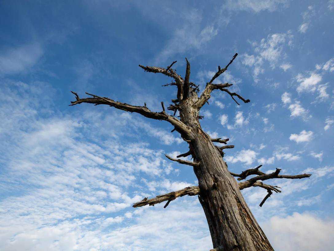 Totholz im Nationalpark