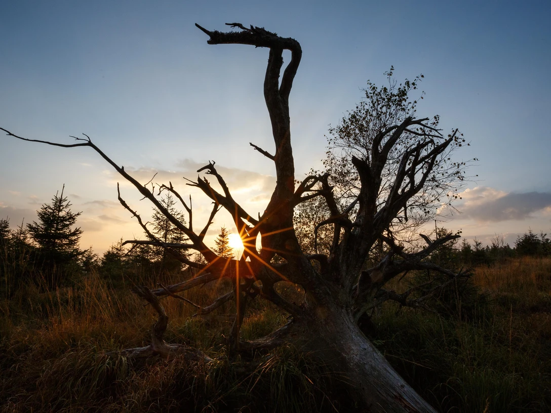 Wurzel im Nationalpark Schwarzwald