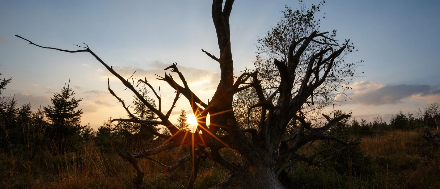 Wurzel im Nationalpark Schwarzwald