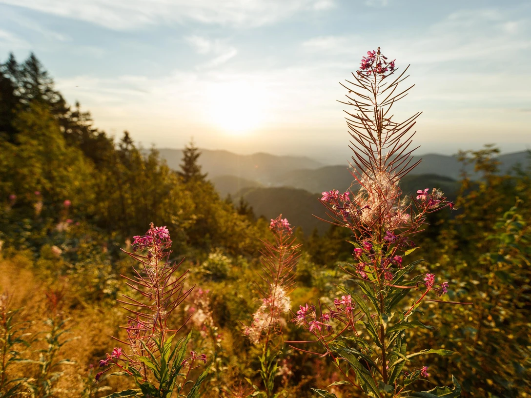 Nationalpark Schwarzwald