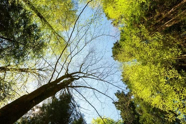 Blick auf die Baumkronen
