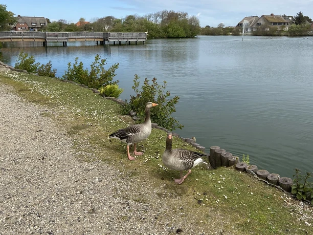 Gänse am Dorfteich in Wenningstedt