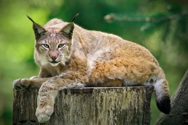 Luchstag im Wildpark Schwarze Berge