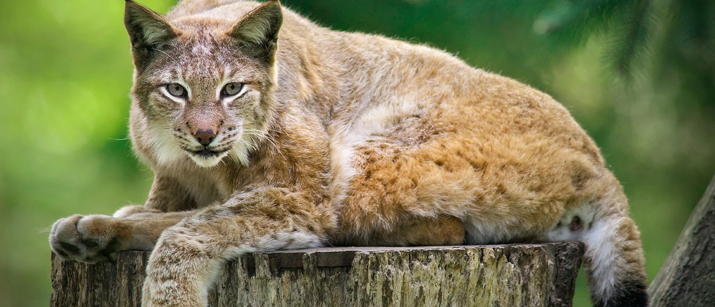 Luchstag im Wildpark Schwarze Berge
