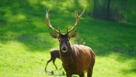 Führung zur Brunft im Wildpark Schwarze Berge.JPG