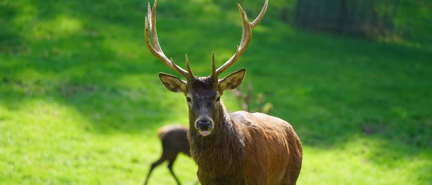 Führung zur Brunft im Wildpark Schwarze Berge.JPG