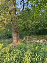 Nature Reset Nature Reset