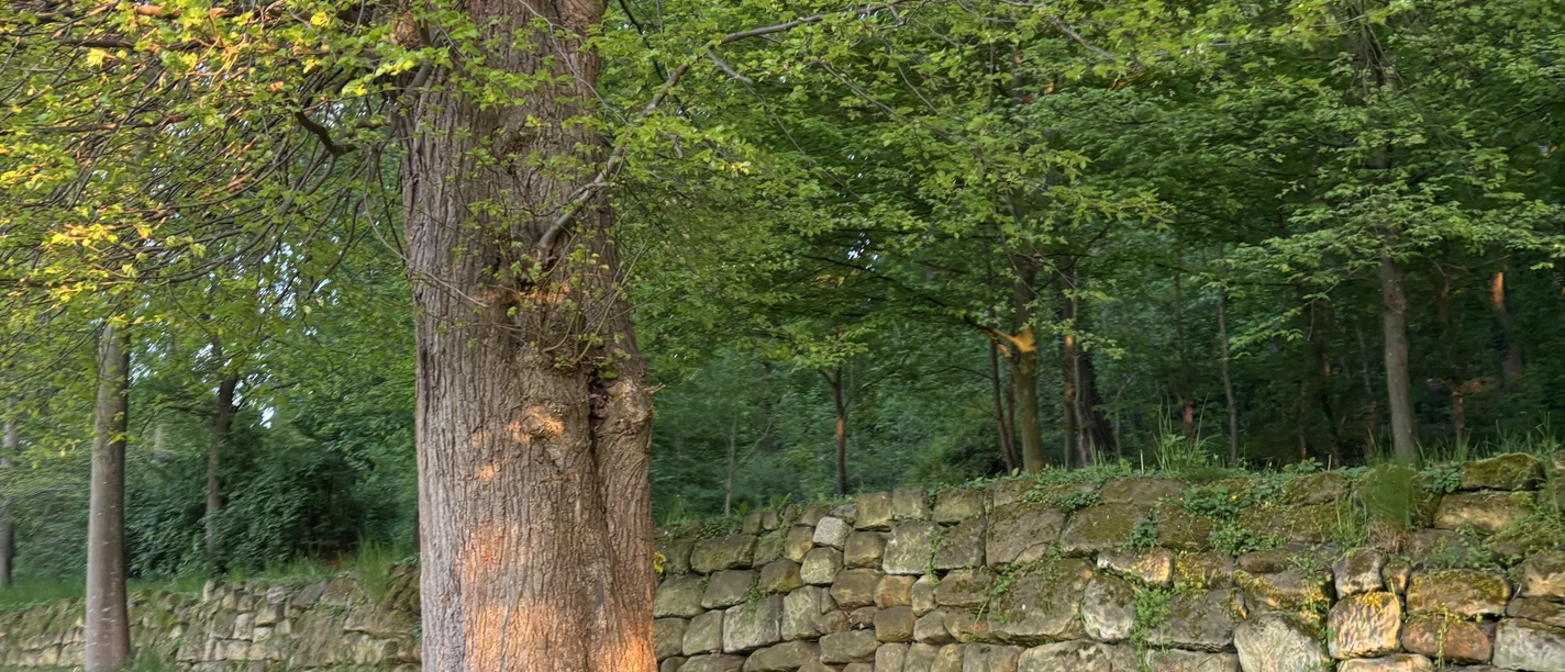 Nature Reset Nature Reset