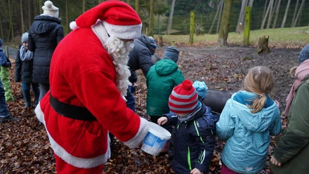 Der Weihnachtsmann und seine Helfer beim Füttern der Hängebauchschweine im Wildpark Schwarze Berge.JPG