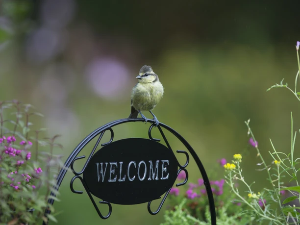 Blaumeise (C) Ray Kennedy