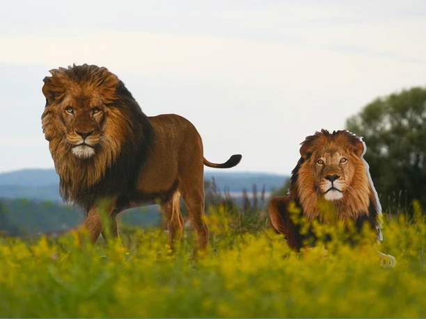 Schwalm statt Safari Löwe_