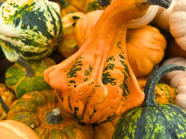 Kürbisse auf dem Bauernmarkt Ziegenhain