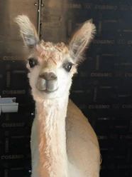Alpaka