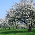 Frühlingsblüte