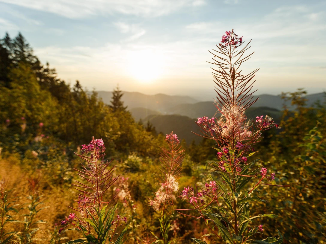 Nationalpark Schwarzwald