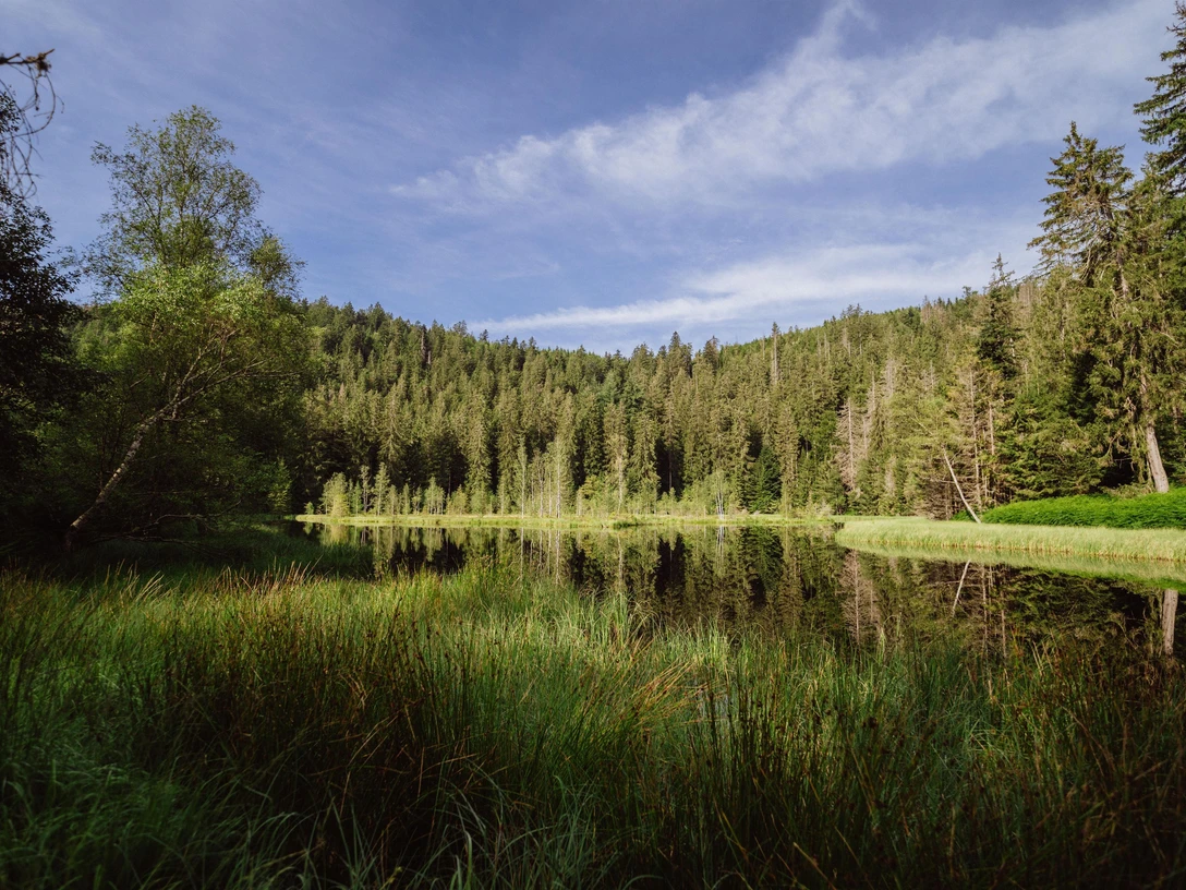 Buhlbachsee im Nationalpark Schwarzwald