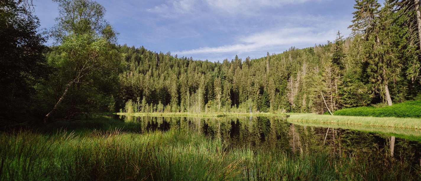 Buhlbachsee im Nationalpark Schwarzwald