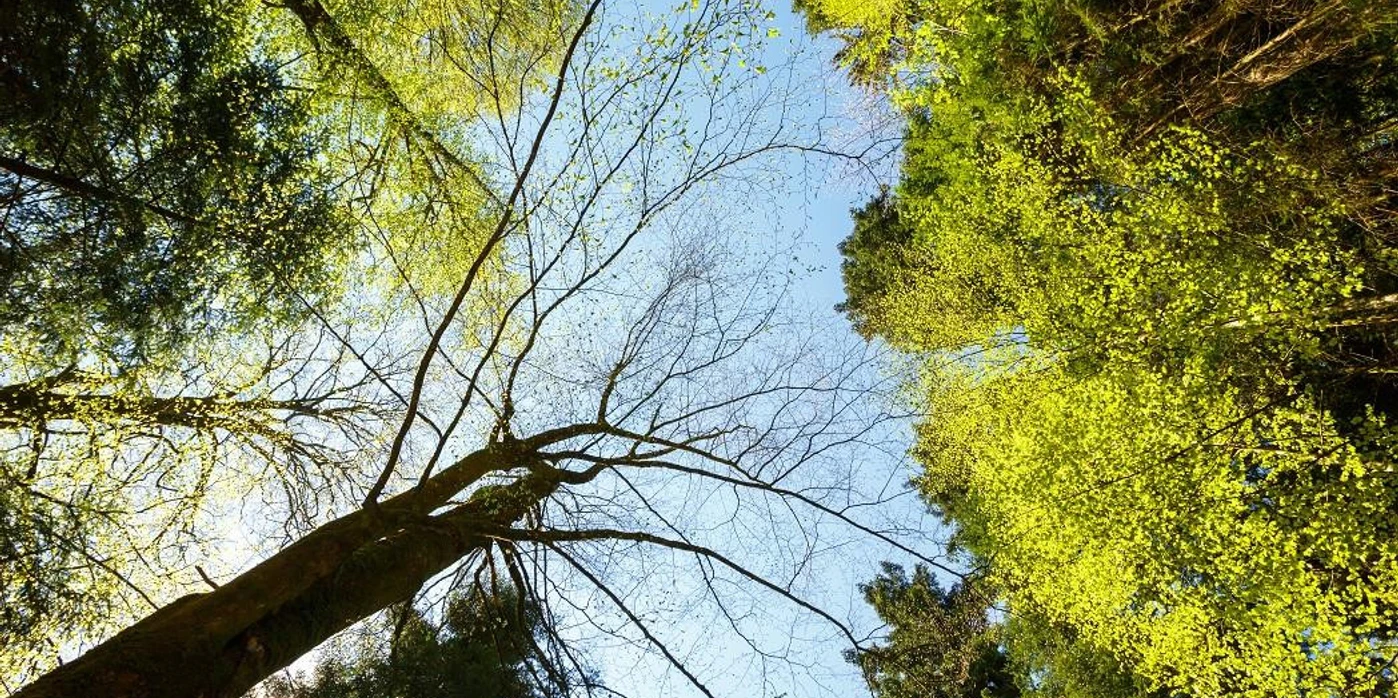 Baumkronen im Nationalpark Schwarzwald