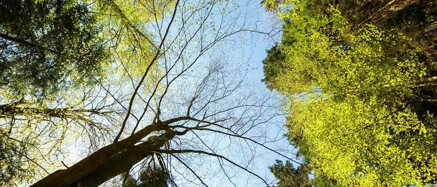 Baumkronen im Nationalpark Schwarzwald