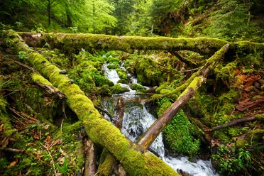 Blick von oben in den Wald