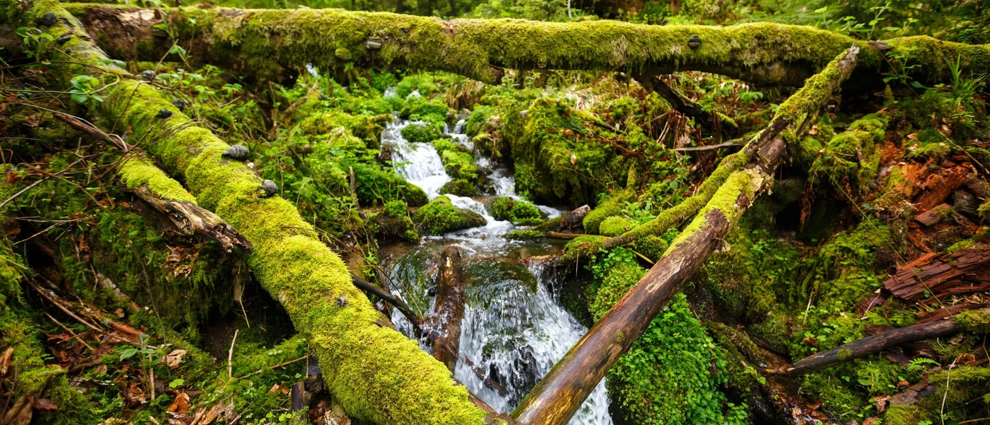 Blick von oben in den Wald