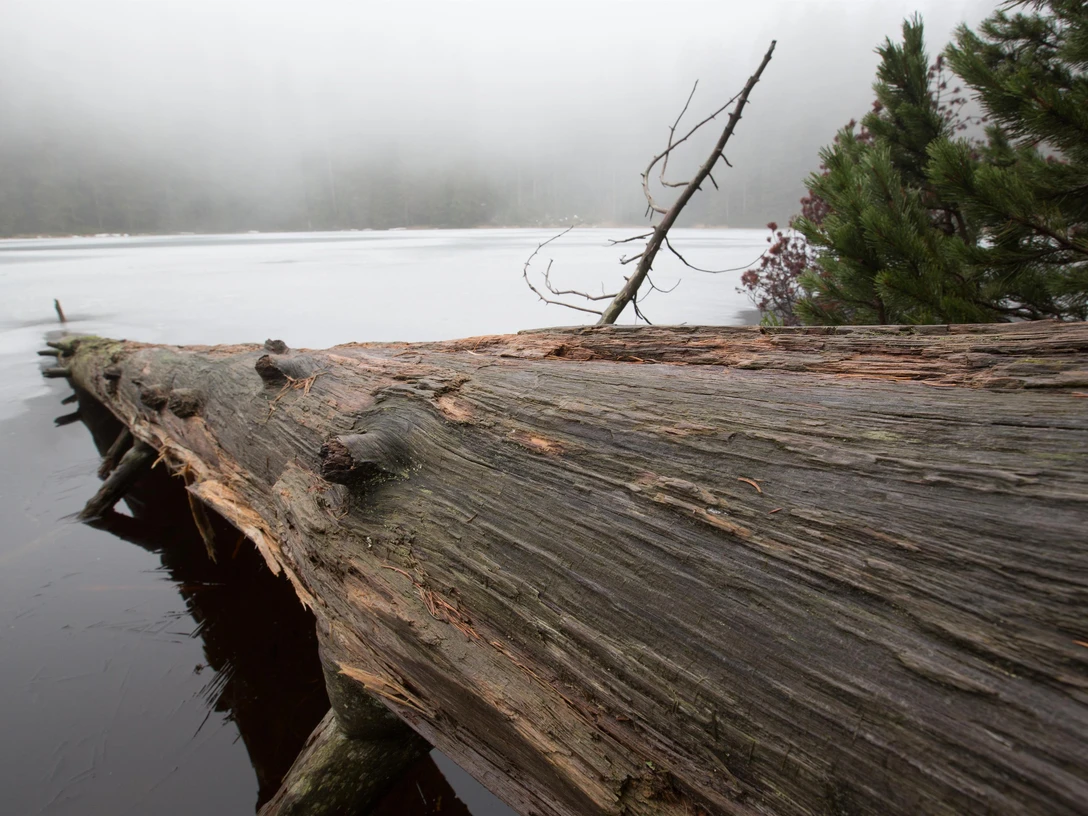 Nationalpark Schwarzwald im Winter